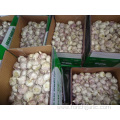 Fresh Normal White Garlic Crop 2019